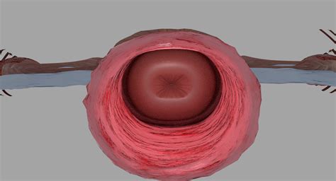 vajina|The Vagina: Anatomy and 3D Illustrations